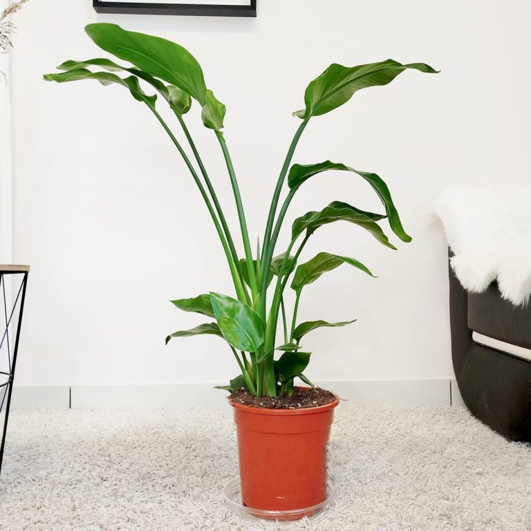 Strelicja biała (Strelitzia nicolai) 100cm