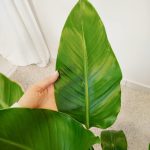 Strelicja biała (Strelitzia nicolai) 100cm