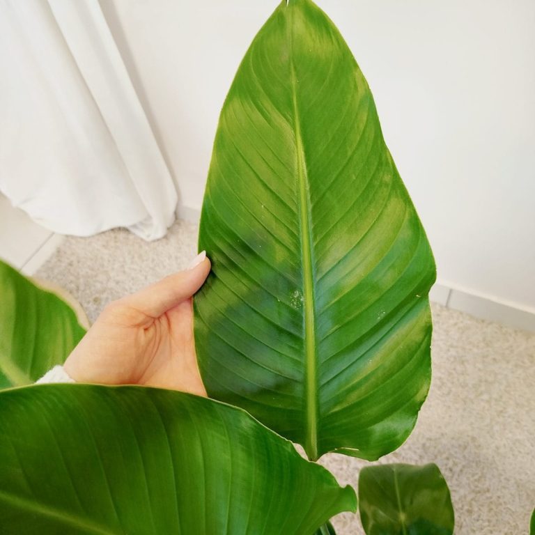 Strelicja biała (Strelitzia nicolai) 100cm