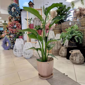 Strelicja biała (Strelitzia nicolai) 95-100cm