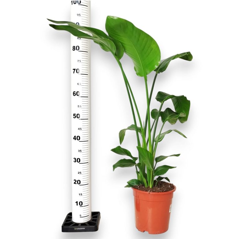 Strelicja biała (Strelitzia nicolai) 100cm