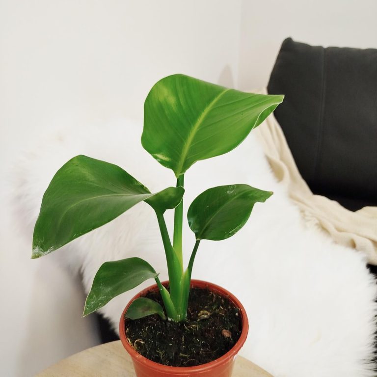 Strelicja biała (Strelitzia nicolai) 40cm