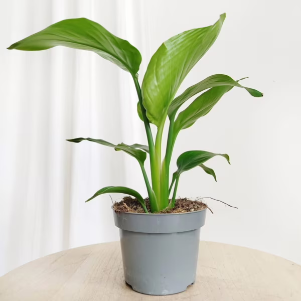 Strelicja biała (Strelitzia nicolai) 30cm