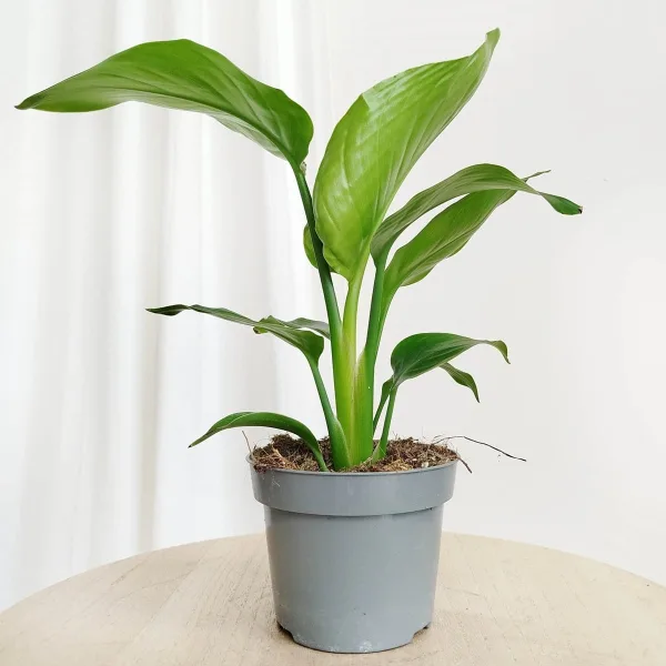 Strelicja biała (Strelitzia nicolai) 30cm