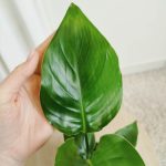 Strelicja biała (Strelitzia nicolai) 30cm