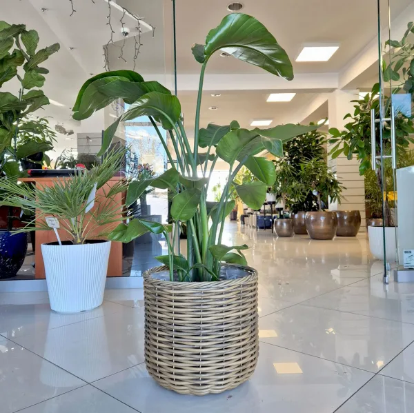 Strelicja biała (Strelitzia nicolai) 120cm