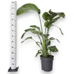 Strelicja biała (Strelitzia nicolai) 120cm