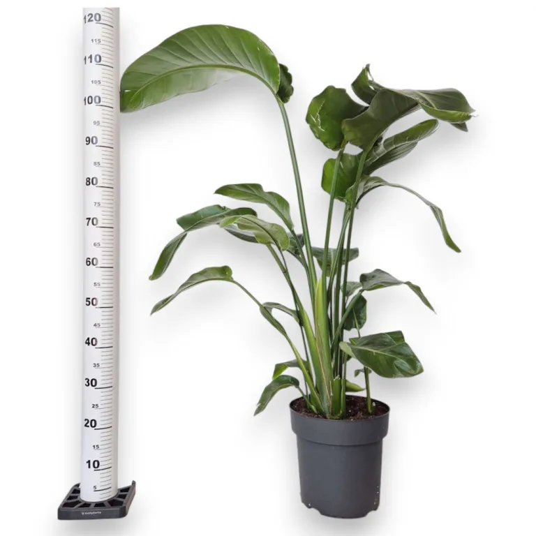 Strelicja biała (Strelitzia nicolai) 120cm