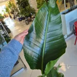 Strelicja biała (Strelitzia nicolai) 120cm