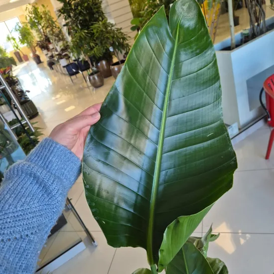 Strelicja biała (Strelitzia nicolai) 120cm