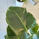 Strelicja biała (Strelitzia nicolai) 120cm