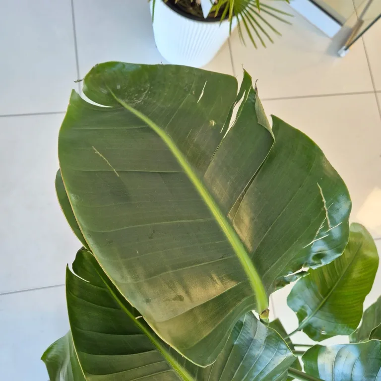 Strelicja biała (Strelitzia nicolai) 120cm