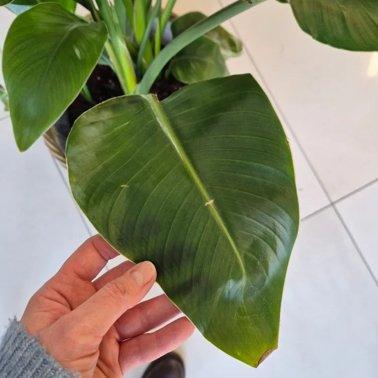 Strelicja biała (Strelitzia nicolai) 120cm