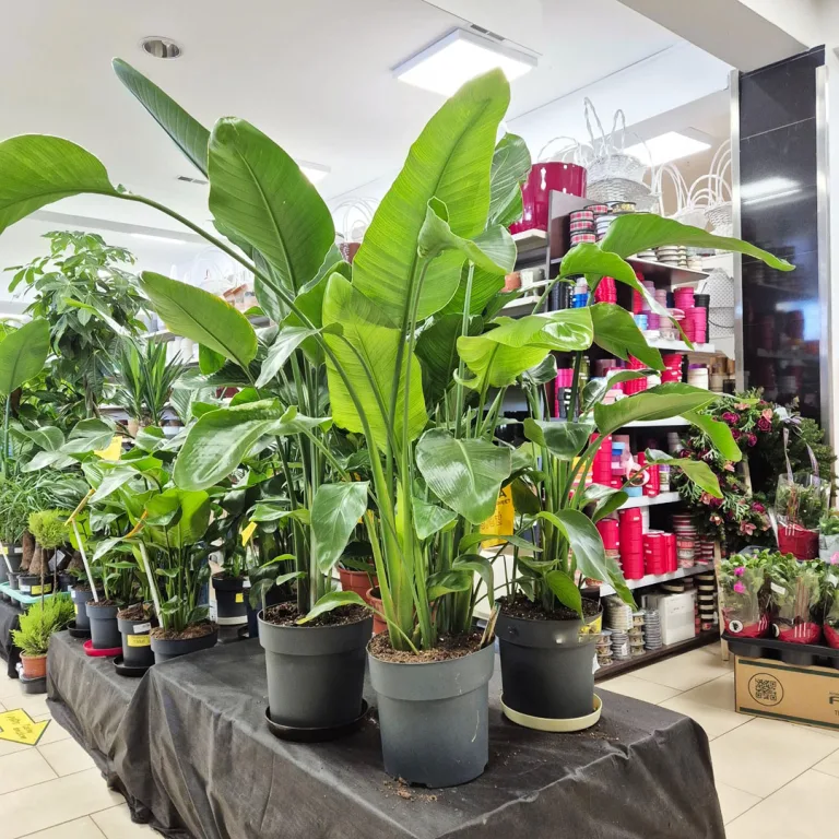 Strelicja biała (Strelitzia nicolai) 120cm