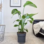 Strelicja biała (Strelitzia nicolai) 120cm