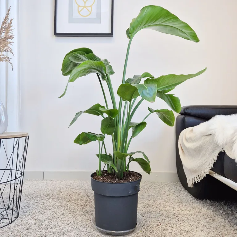 Strelicja biała (Strelitzia nicolai) 120cm