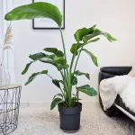 Strelicja biała (Strelitzia nicolai) 120cm