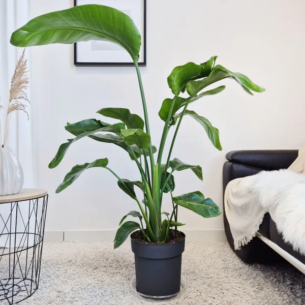 Strelicja biała (Strelitzia nicolai) 120cm