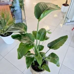 Strelicja biała (Strelitzia nicolai) 120cm