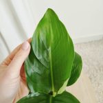 Strelicja biała (Strelitzia nicolai) 30cm