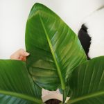 Strelicja biała (Strelitzia nicolai) 100cm