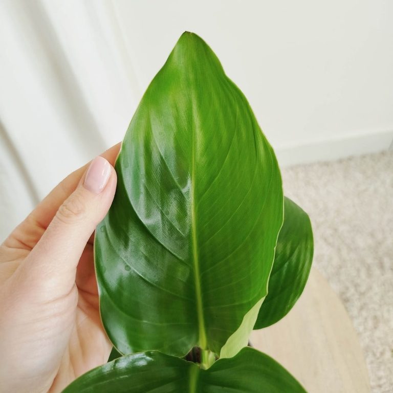 Strelicja biała (Strelitzia nicolai) 30cm