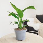 Strelicja biała (Strelitzia nicolai) 30cm