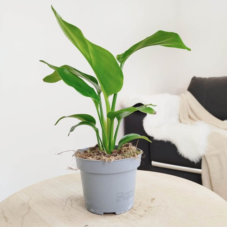 Strelicja biała (Strelitzia nicolai) 30cm