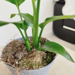 Strelicja biała (Strelitzia nicolai) 30cm