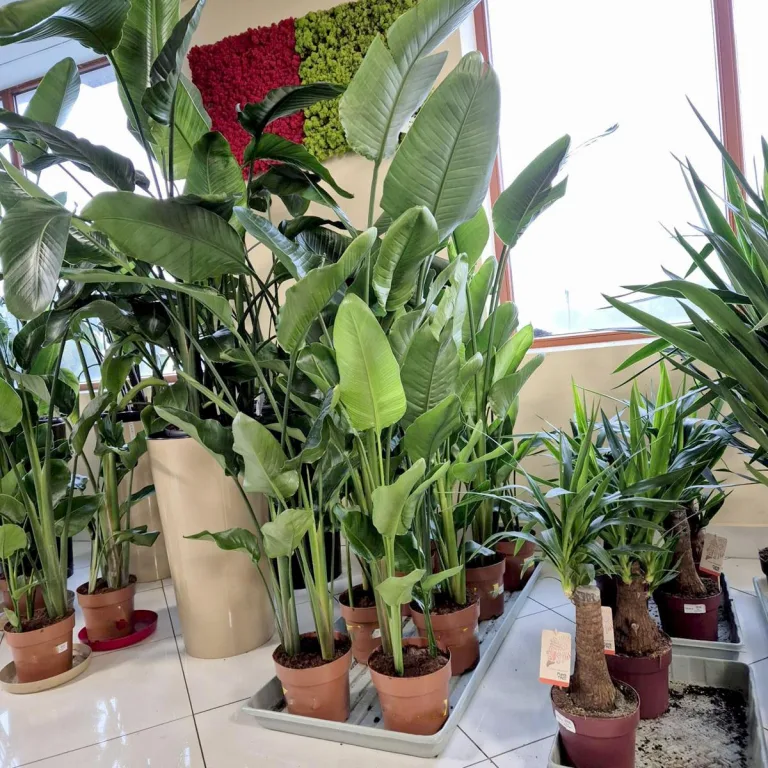 Strelicja biała (Strelitzia nicolai) 160cm