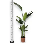 Strelicja biała (Strelitzia nicolai) 160cm