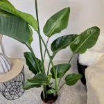 Strelicja biała (Strelitzia nicolai) 160cm