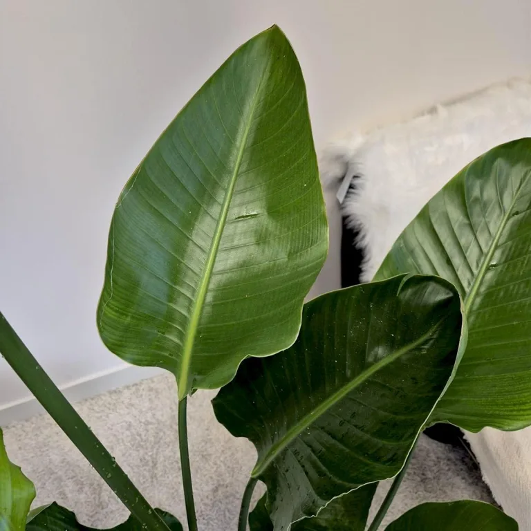 Strelicja biała (Strelitzia nicolai) 160cm