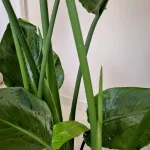 Strelicja biała (Strelitzia nicolai) 160cm