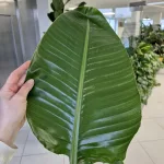 Strelicja biała (Strelitzia nicolai) 160cm