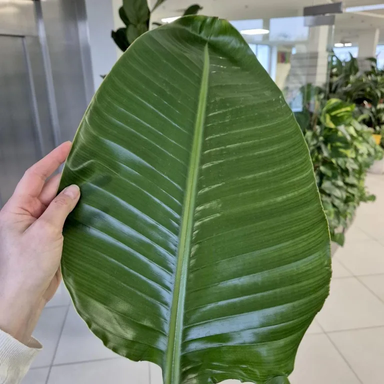 Strelicja biała (Strelitzia nicolai) 160cm