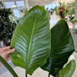 Strelicja biała (Strelitzia nicolai) 160cm