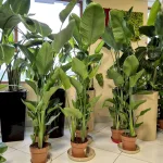 Strelicja biała (Strelitzia nicolai) 160cm