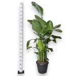Strelicja biała (Strelitzia nicolai) 180cm