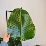 Strelicja biała (Strelitzia nicolai) 180cm