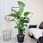 Strelicja biała (Strelitzia nicolai) 180cm