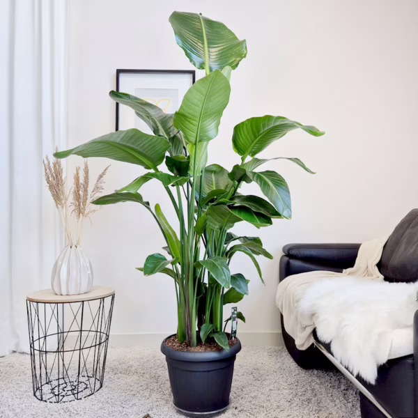 Strelicja biała (Strelitzia nicolai) 180cm