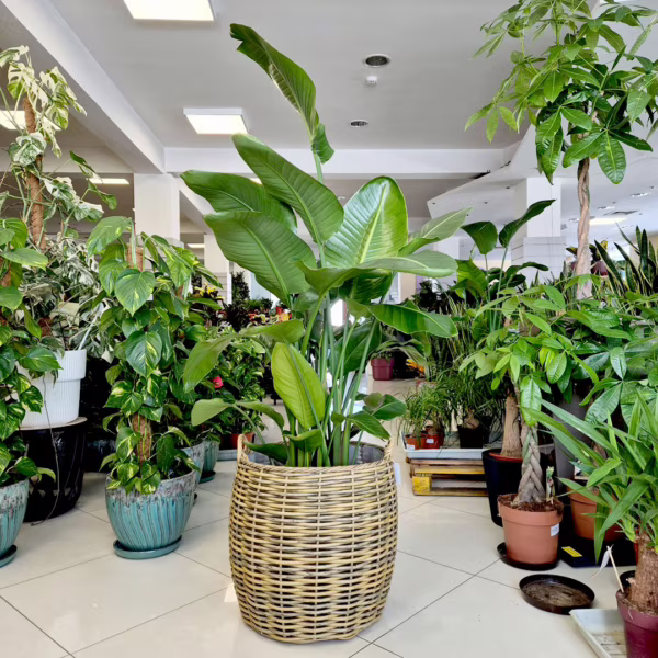 Strelicja biała (Strelitzia nicolai) 170-180cm