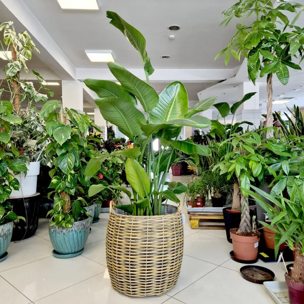 Strelicja biała (Strelitzia nicolai) 180cm