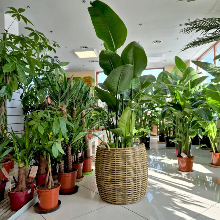 Strelicja biała (Strelitzia nicolai) 180cm