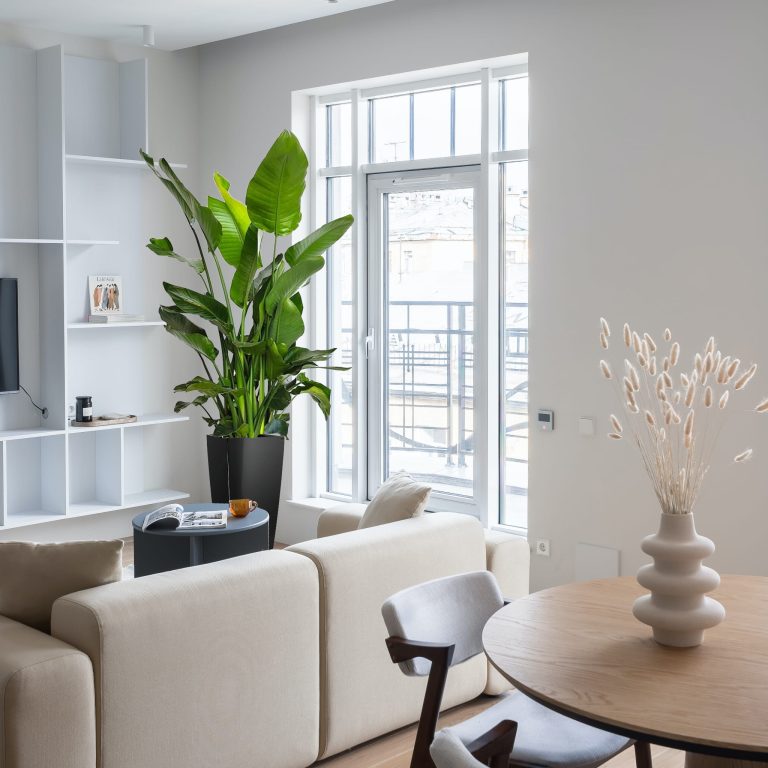 Strelicja biała (Strelitzia nicolai) 180cm