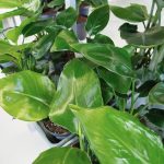 Strelicja biała (Strelitzia nicolai) 30cm