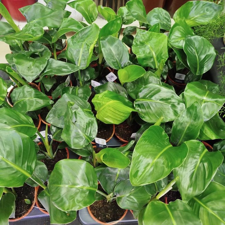 Strelicja biała (Strelitzia nicolai) 40cm