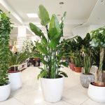 Strelicja biała (Strelitzia nicolai) 175cm