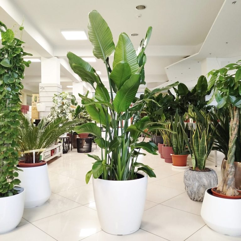 Strelicja biała (Strelitzia nicolai) 175cm